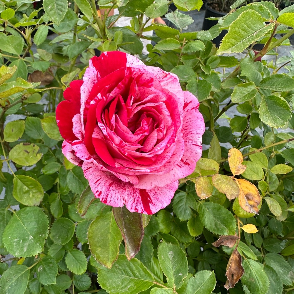 Meet your Posher, Lo